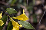 Yellow jessamine